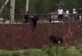 Шымкент зообағында түйеқұсқа түкірген жігіт табылды