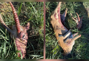 Қарағанды облысында заңсыз аң аулағандар ұсталды