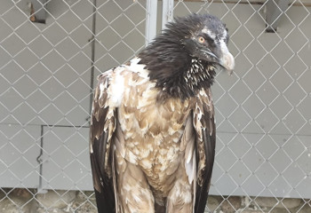 «Боря – мама года!». Как в Казахстане спасают редких птиц