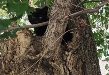 Спасатели МЧС помогли котёнку спуститься с дерева