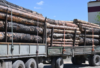 Абай облысында ағаш өңдеу кешені салынады