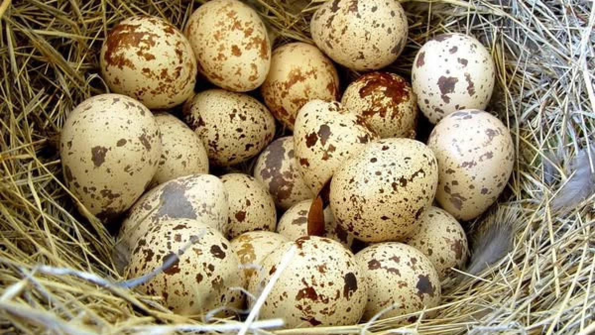  Өңірлік коммуникациялар қызметі 