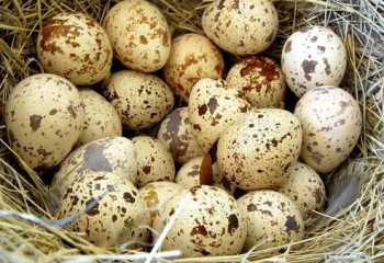 Көпбалалы ана қайтарымсыз грант алып, бөдене кәсібін дамытып отыр