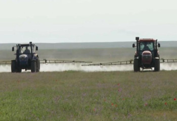 Более 1,4 млн га сельхозугодий обработано против саранчи в Казахстане