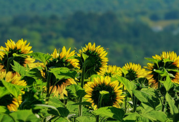 Алдағы күндері 37 градус ыстық күтіледі