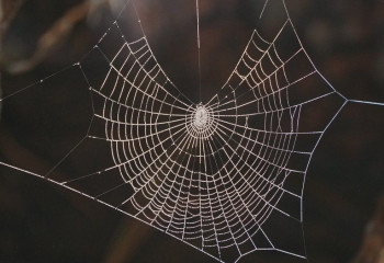 Атырау облысында 9 адамды қарақұрт шақты