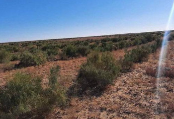 В Мангистау до конца года высадят более 31 тысячи деревьев: озвучены экологические планы региона