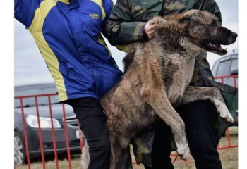 Казахстанка подняла проблему проведения собачьих боев в Казахстане