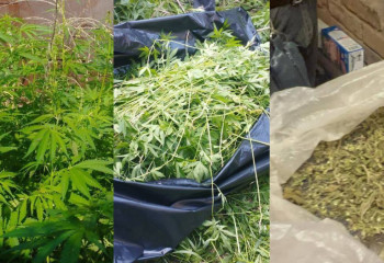 Полицейлер ауыл тұрғынының бақшасынан 920 түп қарасора тәркіледі