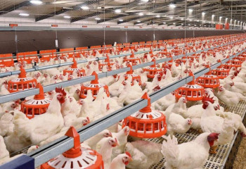 В Туркестанской области запустят птицефабрику на 280 тысяч голов