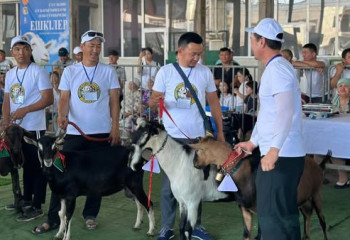 Түркістанда асыл тұқымды ешкілердің республикалық көрмесі өтті