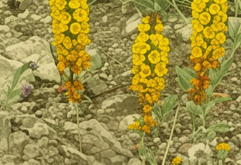 Уникальный продукт из дикорастущих растений создают в Жамбылской области