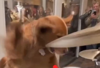 Собака-барабанщик покорила соцсети – но не всё так просто