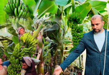 Қазақстанда банан өсіріп баюға болады