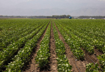 Елімізде көміртекті және органикалық егіншілікке ден қойылуда