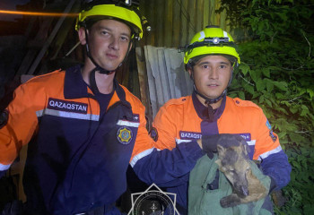 Петропавловские спасатели пришли на помощь еноту