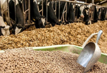 Жамбыл облысында мал азығы ұнын өндіретін зауыт салынады