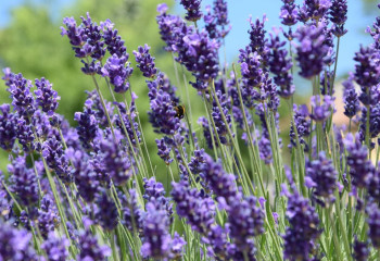 Бұршақ, аптап ыстық, өрт қаупі: 23 маусымға арналған ауа райы болжамы