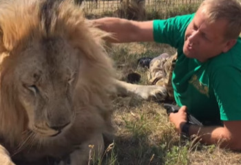 Директора крымского зоопарка Олега Зубкова укусил за горло лев, ранее убивший сотрудницу