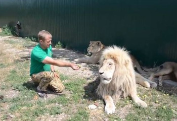 Арыстан зообақ иесін талап тастады