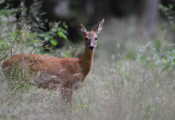 Қазақстан Қытайға сыйға берген ақбөкендерді қалай жеткізеді?