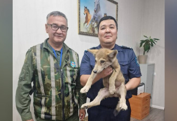 Волчонок за 400 тысяч: в Астане пресекли незаконную продажу 