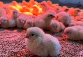 Гранты помогают молодёжи развивать бизнес в сёлах Карагандинской области