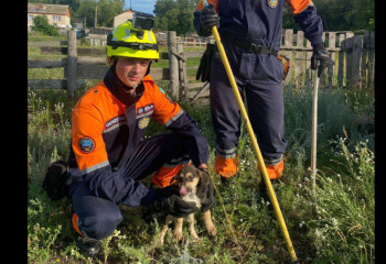 ТЖМ қызметкерлері СҚО-да шұңқырға құлаған күшікті құтқарды