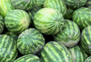 Казахстанец выбрал идеальный арбуз с помощью ChatGPT — и не прогадал