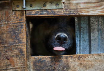 В Алматинской области бойцовские собаки напали на 10-летнего мальчика