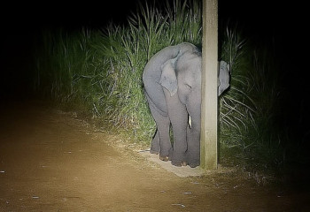 Милое видео из Таиланда напомнило о конфликте людей и дикой природы