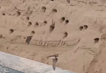 «Я лучше уволюсь»: рабочий из ЗКО отказался закапывать гнёзда ласточек и стал героем соцсетей