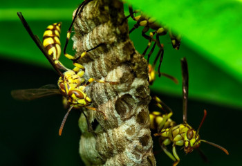 Ер адам әйелін аралардан құтқарамын деп көз жұмды