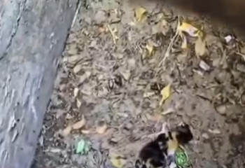 Спасибо, человек: люди помогли бездомной кошке спасти котят