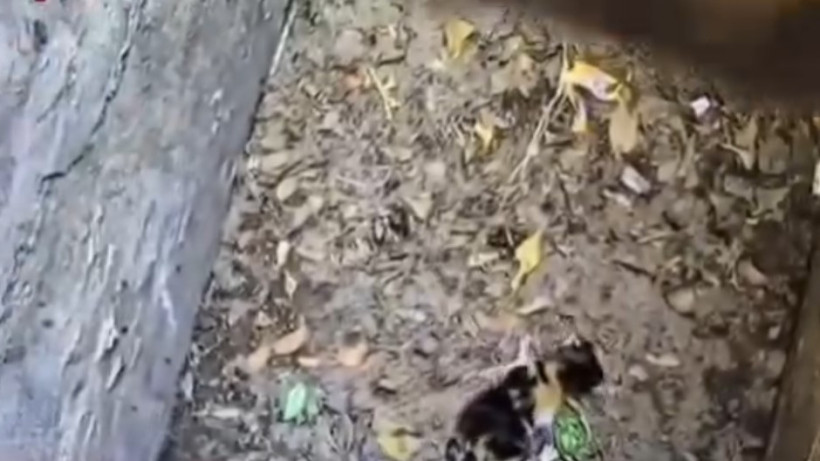  Кадр из видео 