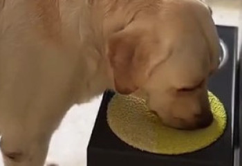 «Вытри морду»: воспитанная собака стала героем Threads