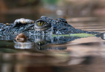 Қала мэрі қолтырауынға үйленді