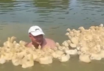 Принявшие мужчину за мать птенцы умиляют соцсети