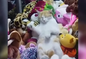 Кот в Тбилиси заснул внутри автомата