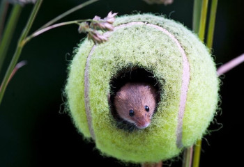 Как старые теннисные мячи спасают мышей‑малюток в Британии