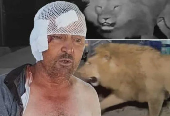 Побег Зевса: в Турции лев напал на фермера