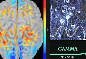 Жапонияда адамдардың ми толқындары сатып алына бастады