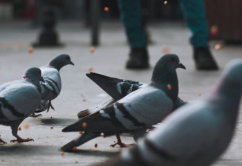 Қазақстанда құстарды тамақтандырғандарға айыппұл салынады