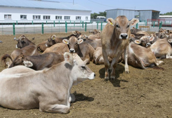 Жетісу өңірінде бас басы үш миллионға жуықтады