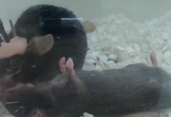 Лабораторные мыши умеют спасать друг друга