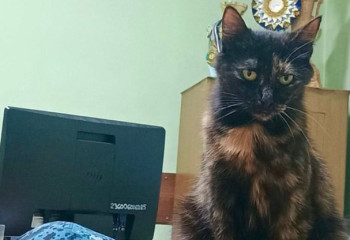 Полицейские коты из ВКО восхитили всю страну