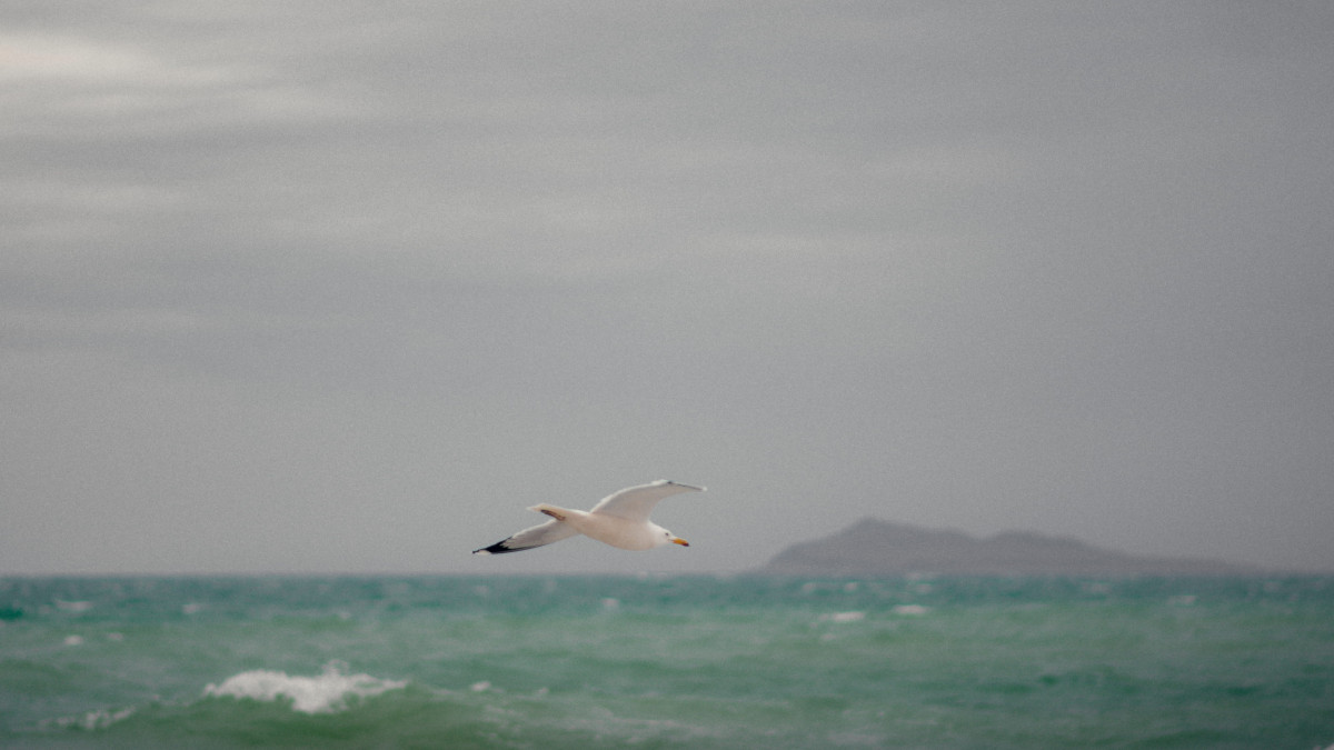  El.kz Артем Чурсинов 