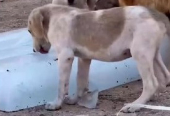 Волонтер из Ирака спасает страдающих от страшной жары собак