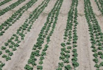 Атырау облысында егін жинау жұмыстары басталды