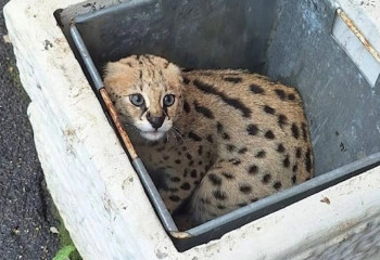 Сервала нашли в мусорке: редкий кот вызвал споры в сети